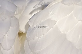 天鵝,羽毛,白