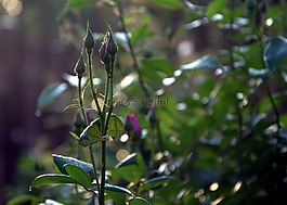 新枝,玫瑰,春