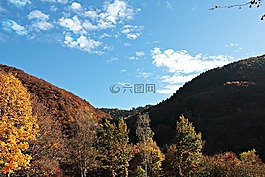 景觀,樹木,秋季
