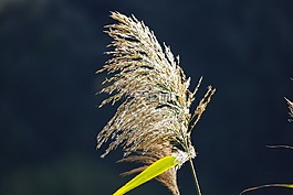 水,草,河