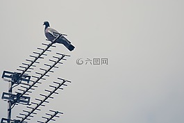 天線,信號(hào),鋼