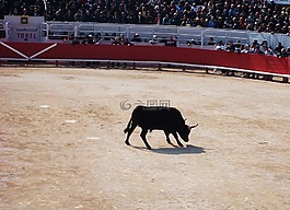 卡馬爾格,展覽會(huì),公牛