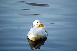 鴨,鳥,水禽