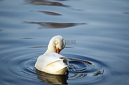 鴨,鳥(niǎo),水禽