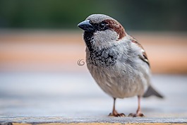 麻雀,鳥,關(guān)閉