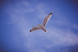 藍色,天空,鳥