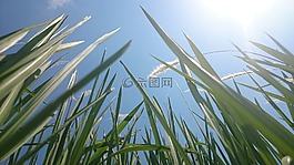 草,綠色,天空