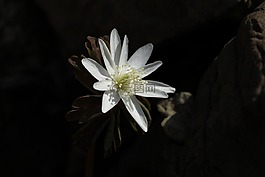 布拉姆花,花的,植物