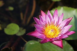 蓮花,花,泰國