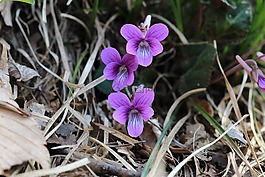 紫羅蘭色,花,野生