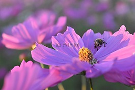 宇宙,蜜蜂,鮮花