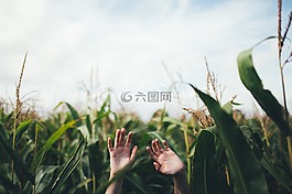 手,棕櫚,玉米