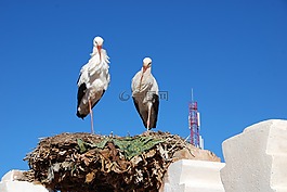鸛,鳥,巢