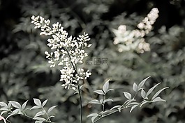 森林,自然,葉