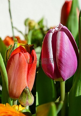 郁金香,鮮花,荷蘭