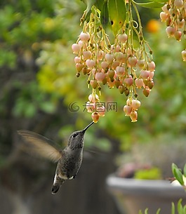 蜂鳥,喂養(yǎng),花蜜