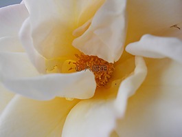 玫瑰,花卉,雄蕊