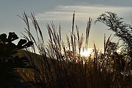 morgenstimmung,日出,草
