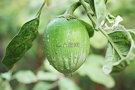 亚洲,农业,蔬菜