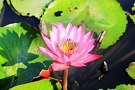 蓮花,花,泰國