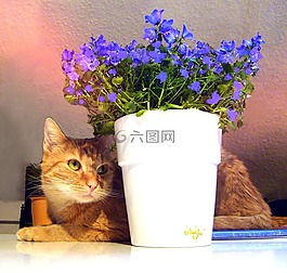 貓,花盆,鮮花