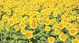 向日葵,處理,秋天