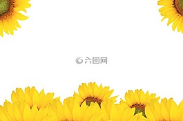 向日葵,處理,秋天