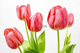郁金香,鮮花,性質(zhì)