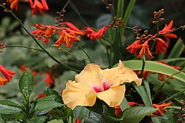 鮮花,性質(zhì),黃色