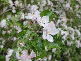 春,6 月,蘋果