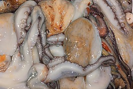意大利,favigana,魷魚
