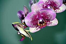 蘭花,開(kāi)花,花