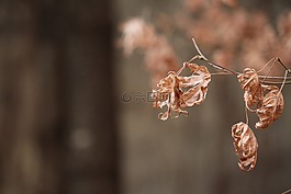 大自然,戶外,葉