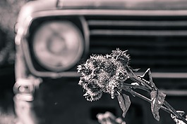 黑白,自動,汽車