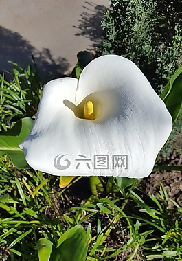 馬蹄蓮,花,花園