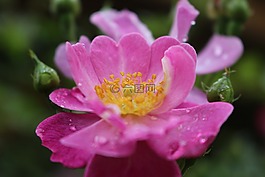 粉色,露水,水