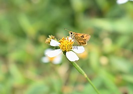 蝴蝶,花,自然