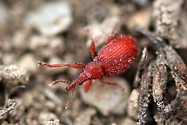 甲虫,小甲虫,酸模，spitzmausrüssler