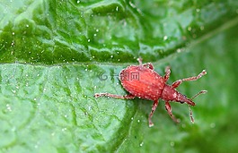 甲虫,小甲虫,酸模，spitzmausrüssler