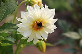 大丽花,花,白