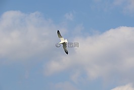 天空,飛行,大自然