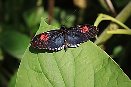 黑,紅色,藍(lán)色