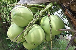 椰子,越南,綠色