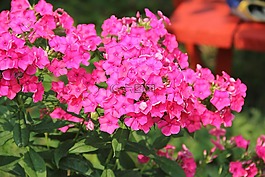福祿考,花,紫色