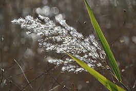 里德,大自然,風(fēng)