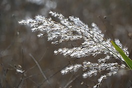 里德,大自然,風(fēng)