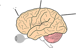 腦,科學(xué),人類(lèi)