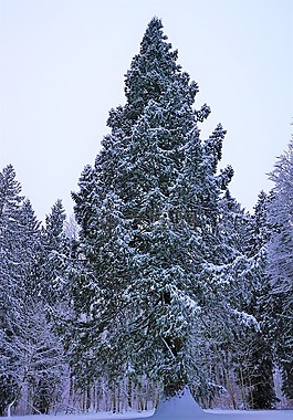冬天,雪,樹