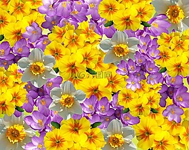 春天,報(bào)春花,藏紅花