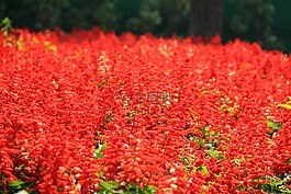 紅色,花,花的